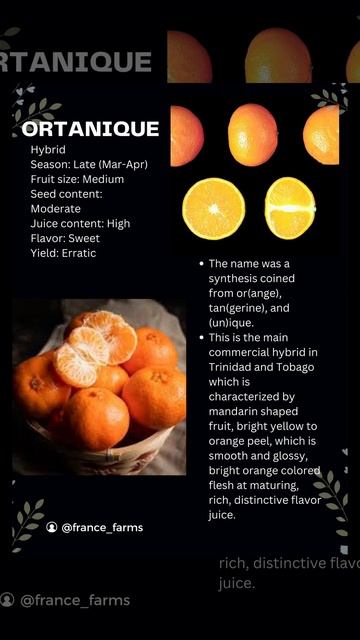 Ortanique #citrus. Hybrid, and it comes in many varieties. Sweet too bad. смотреть онлайн