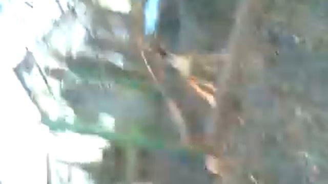 собака жжет [приколи животных] смотреть онлайн