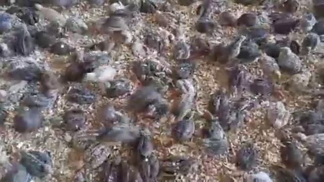 Бедана бизнеси смотреть онлайн
