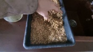 Проращиваем овёс.