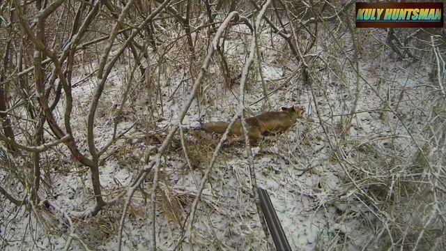 Полювання на лисицю 2021 Fox Hunting 🦊 смотреть онлайн