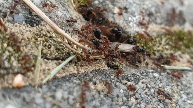 🐜 Tetramorium caespitum - Rójka 2020 смотреть онлайн