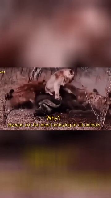 [Wild Animals 2021] Wild animals leopard cheetah lion hyena It’s actually very clever смотреть онлайн