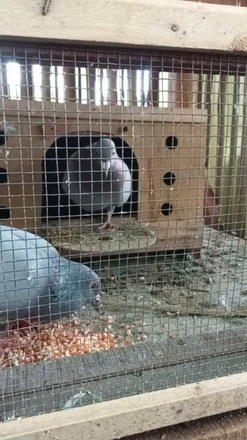 Merpati Pos Makan Jagung Tiap Pagi смотреть онлайн