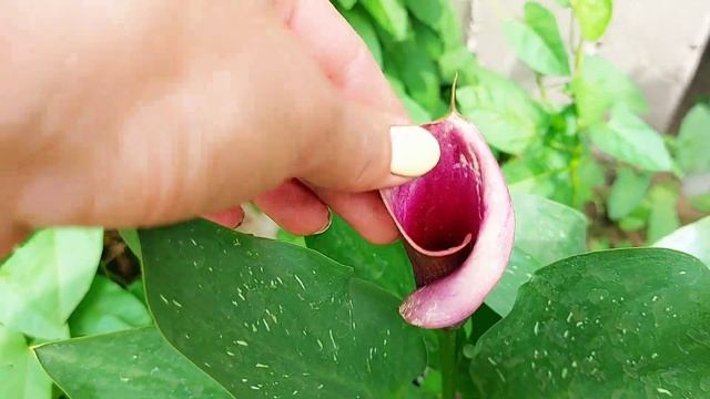 Каллы в саду