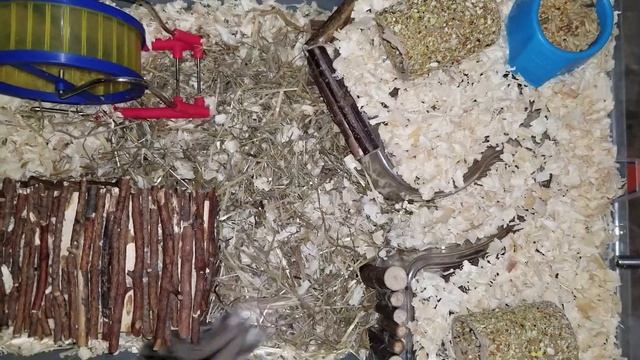 Встреча с хомкой и уборка в домике смотреть онлайн