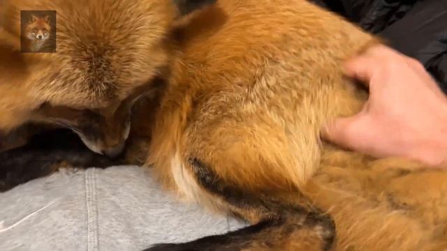 Алиса Лиса-Alice the Fox (Доброе Утро) смотреть онлайн