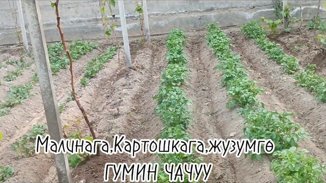 Малинага +картошкага+жүзүмгө ГУМИН чачуу. смотреть онлайн