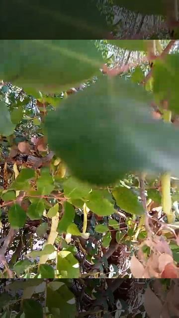 شجرة الخروب смотреть онлайн