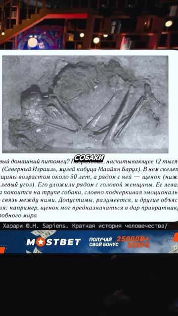 ХАРЛАМОВ ДОКАЗЫВАЕТ ЧТО СОБАКА ДРУГ ЧЕЛОВЕКА АЗАМАТУ #азаматмусагалиев #харламов #юмор смотреть онлайн