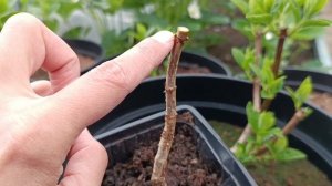 Опоздали с обрезкой гортензий до начала сокодвижения. Что делать?