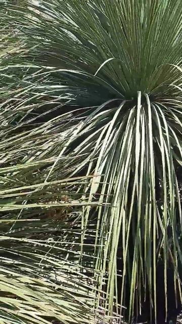 asparagaceae #plants Museo Orto Botanico #rome #italy botanical garden смотреть онлайн