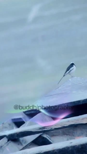 White Browed Wagtail/खंजन. ममोला. माघ