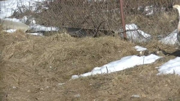 Гузеево, 6 апреля 2019 года.