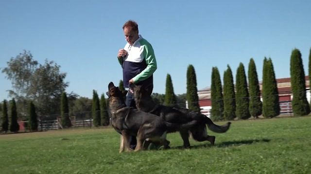 International Dog Day! Watch two working in tandem!! смотреть онлайн