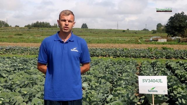 Odmiany kapusty z firmy Seminis na pokazach w Charsznicy смотреть онлайн