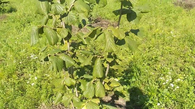 Фундук 🌰 сорту Каталонський, курчувати чи ні. смотреть онлайн
