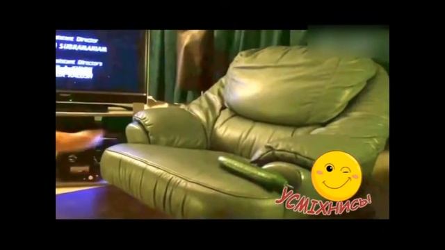 Улыбнись часть 2 . Смешные животные смотреть онлайн