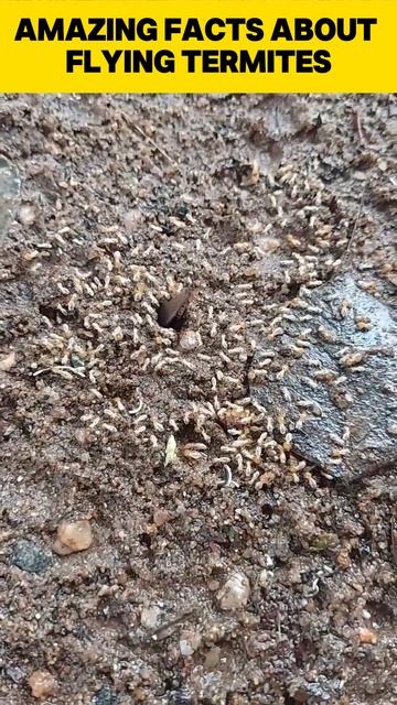 Amazing Facts About Flying Termites