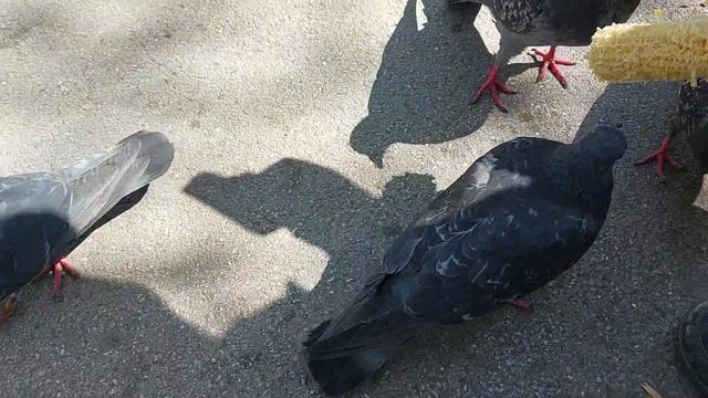 07.05.2022 кукуруза в централ парке смотреть онлайн