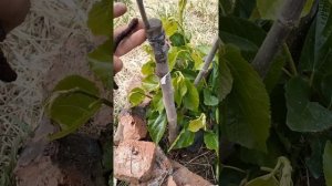 гималайская шелковица + пакистанская белая (сахарапур)