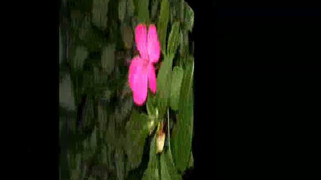 летом в парке 0001