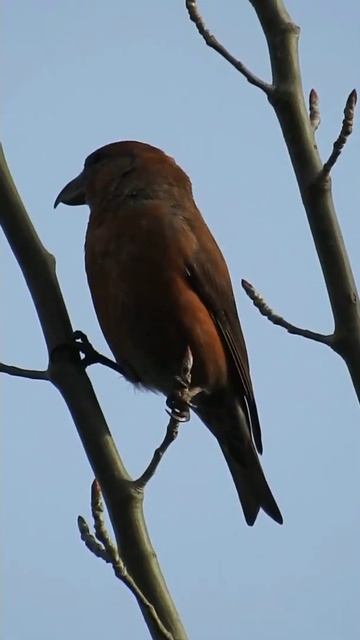Macho De Piquituerto