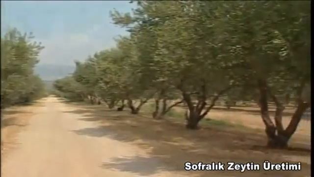 Sofralık Zeytin Üretimi смотреть онлайн