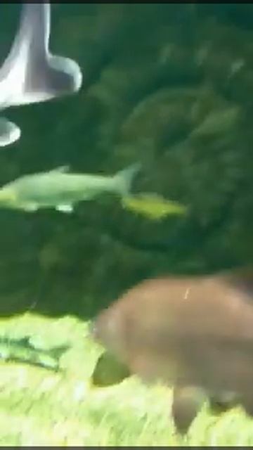 Белуги,осётры,форель .Океанариум на ВДНХ. смотреть онлайн