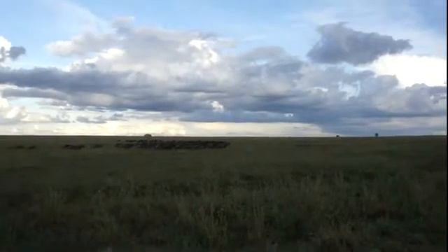 Танзания Сафари в Серенгети Гну почуяли опасность смотреть онлайн