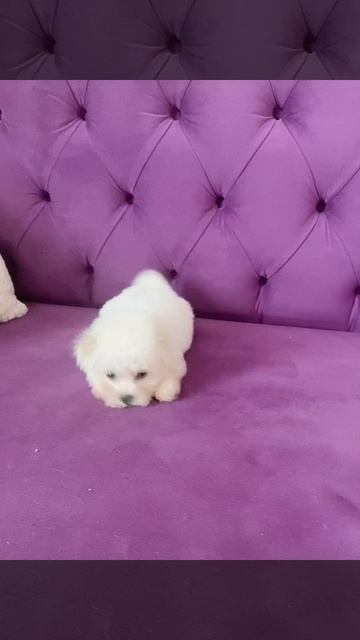 Лучшая порода бишон фризе!!! смотреть онлайн