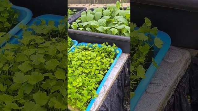 ขึ้นฉ่ายไร้ดิน смотреть онлайн