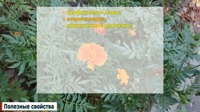 Бархатцы полезные свойства и противопоказания / Бархатцы польза и вред / Лекарственные растения смотреть онлайн