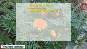 Бархатцы полезные свойства и противопоказания / Бархатцы польза и вред / Лекарственные растения