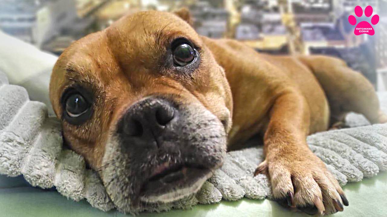 Кому мы отдали старушку Васю? И почему мы так поступили... смотреть онлайн