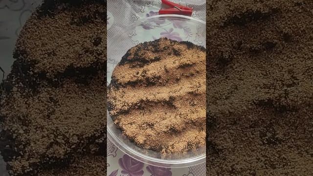 посадка лука эксибишен смотреть онлайн