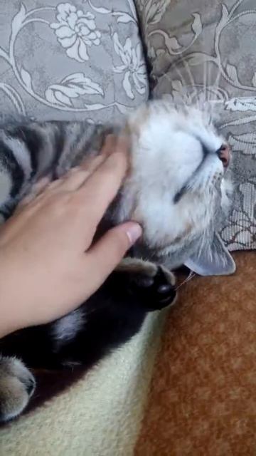 Коты умеют улыбаться!)) смотреть онлайн
