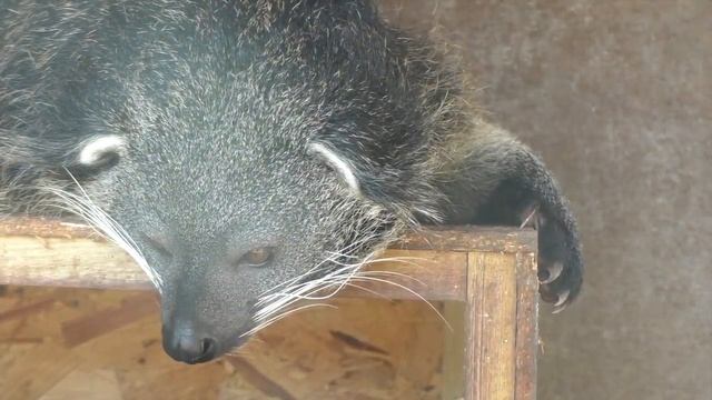 Binturong, Axe Valley Wildlife Park (25th March 2016) смотреть онлайн