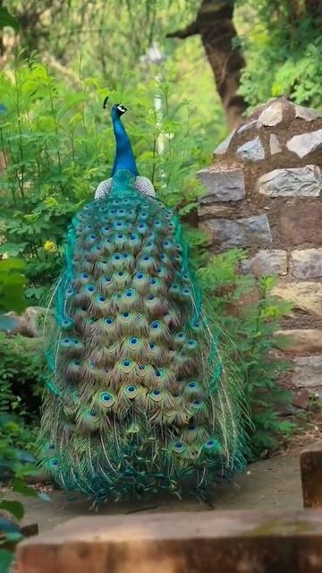 #peacock #photography #instagram #wildlife #nature