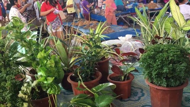 Tag 50 pesos na halaman + Libreng Thai Caladium & Cuttings from Nanay Tindera 🪴🌺👩🥰 смотреть онлайн