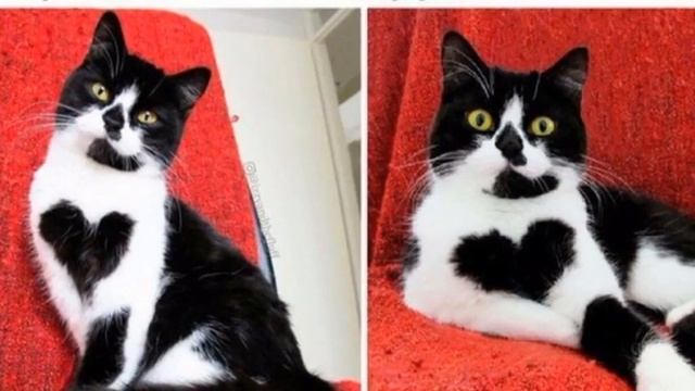 Милое видео смотреть онлайн