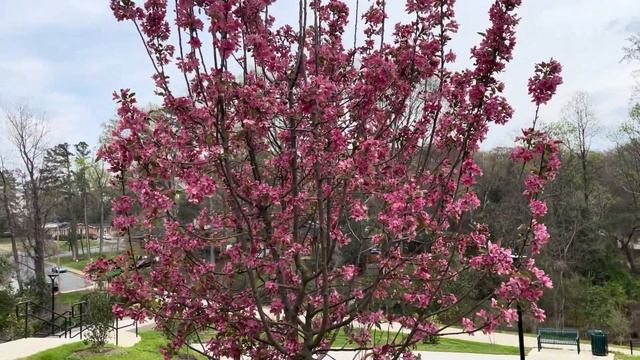 100 flowers - Malus – Royal Raindrops Crabapple Tree смотреть онлайн