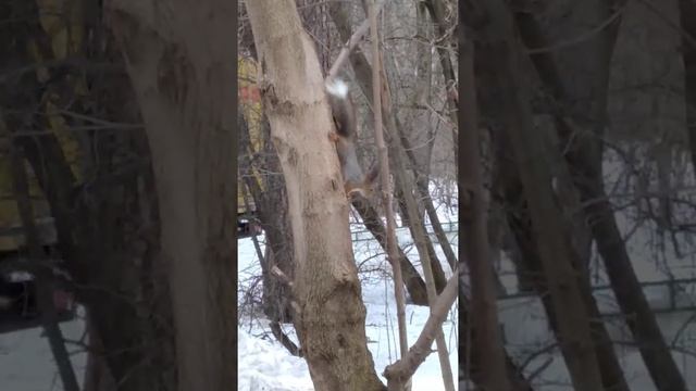 Мимишные белочки🥰 смотреть онлайн