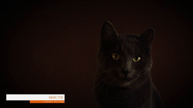 Рыжик, Тедди, Мисти и Жужу