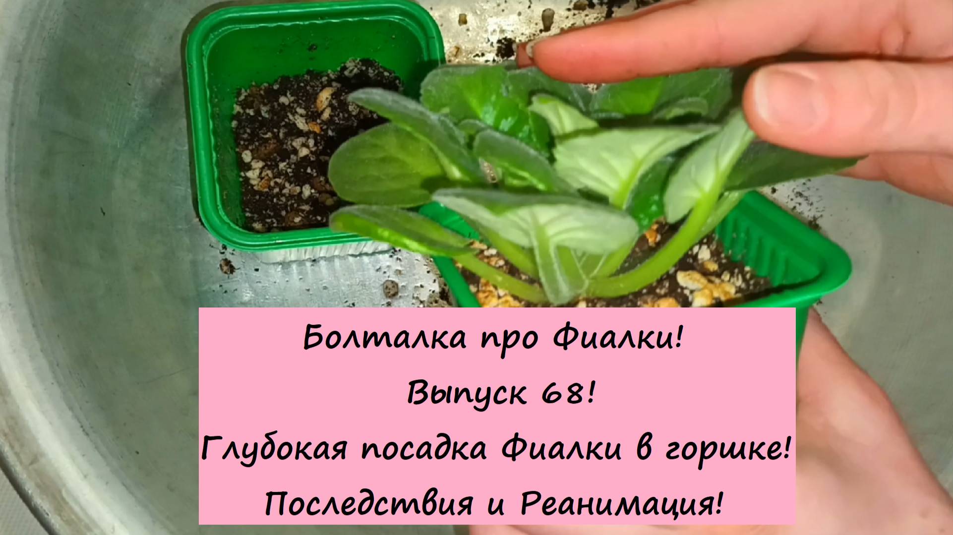 Болталка про Фиалки! Выпуск 68! Глубокая посадка Фиалки в горшке! Последствия и Реанимация!