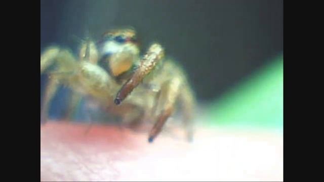Panultimate Male Habronattus смотреть онлайн
