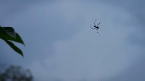 松茸——一朵生在云南，走向世界的珍贵菌王【滇西小哥】