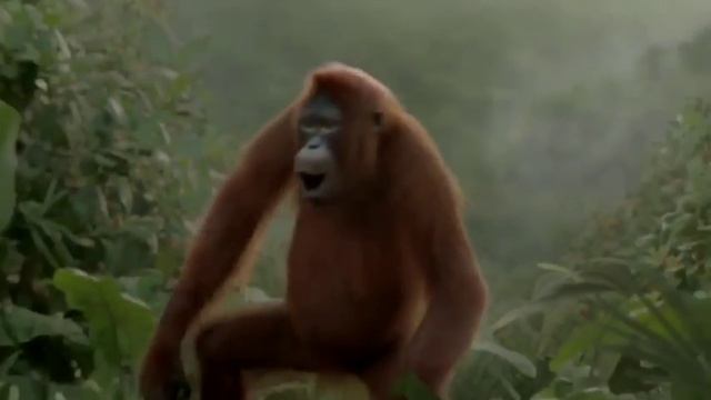 Обезьяна мовет моает смотреть онлайн