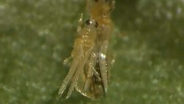 YouTube Bayer CropScience Frankliniella occidentalis смотреть онлайн