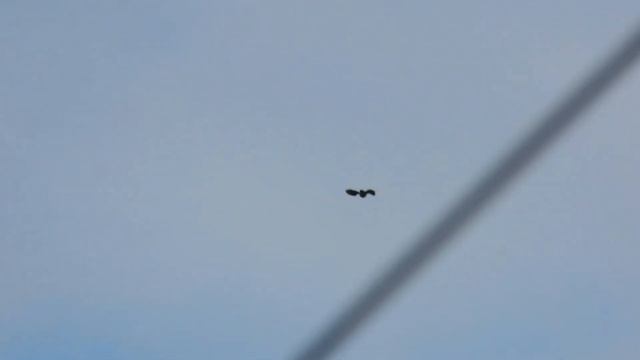 №3742 20 июля 2023 года Полет осоеда смотреть онлайн